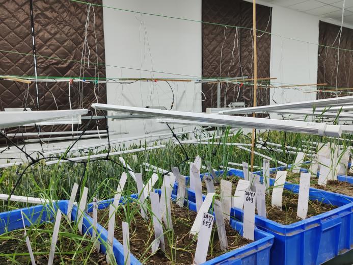 科技为智慧农业赋能——山东科技大学测绘学院“慧瞳智农”实践团开展暑期“三下乡”社会实践活动(图2)