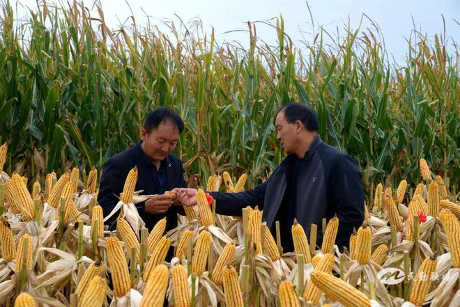 【民勤融媒乡村行——苏武镇】苏山村：亮眼！“智慧农业”打造玉米单产提升“黄金带”(图2)