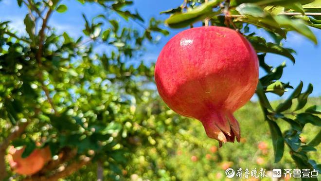 枣庄：以全新高质量发展之势向涛头立(图4)