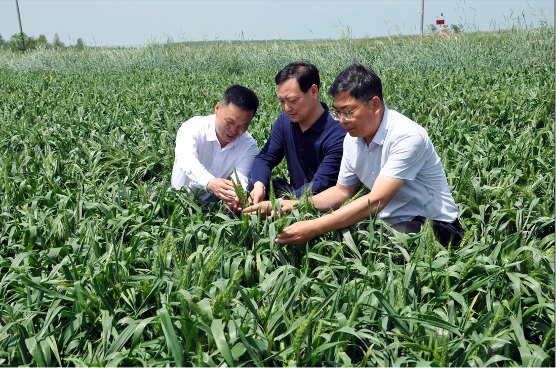 “超级小麦+航天育种”：为农业新质生产力再添“芯”动能(图2)