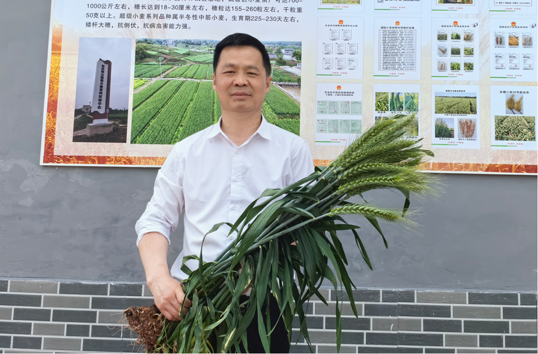 “超级小麦+航天育种”：为农业新质生产力再添“芯”动能(图3)