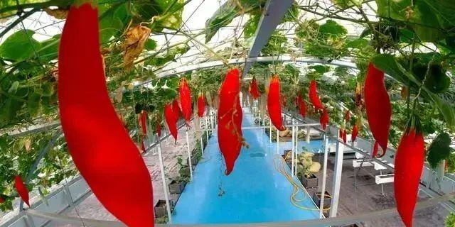 【智慧农业】深度分析！智慧农业的概念及特点(图7)