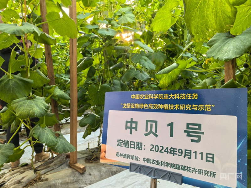 高质量发展看中国沙滩结硕果科技解锁设施农业逐“绿”密码(图3)