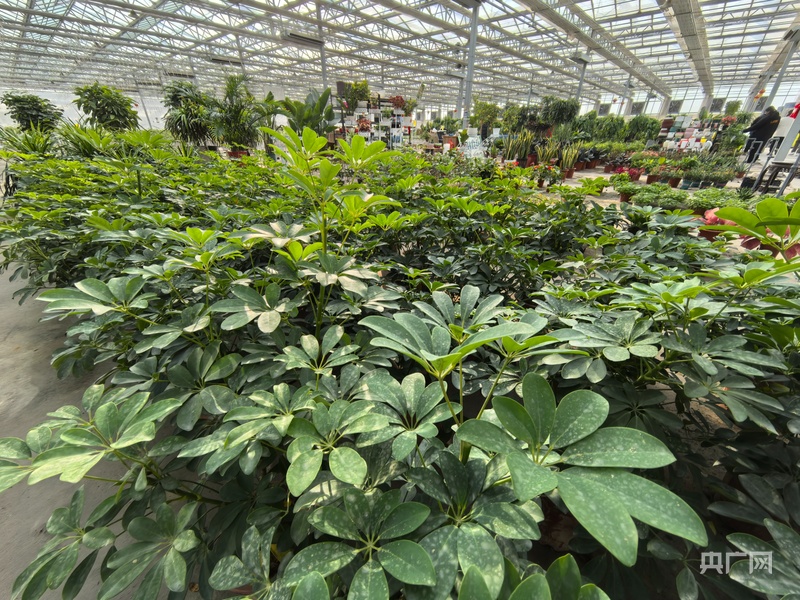 高质量发展看中国沙滩结硕果科技解锁设施农业逐“绿”密码(图2)