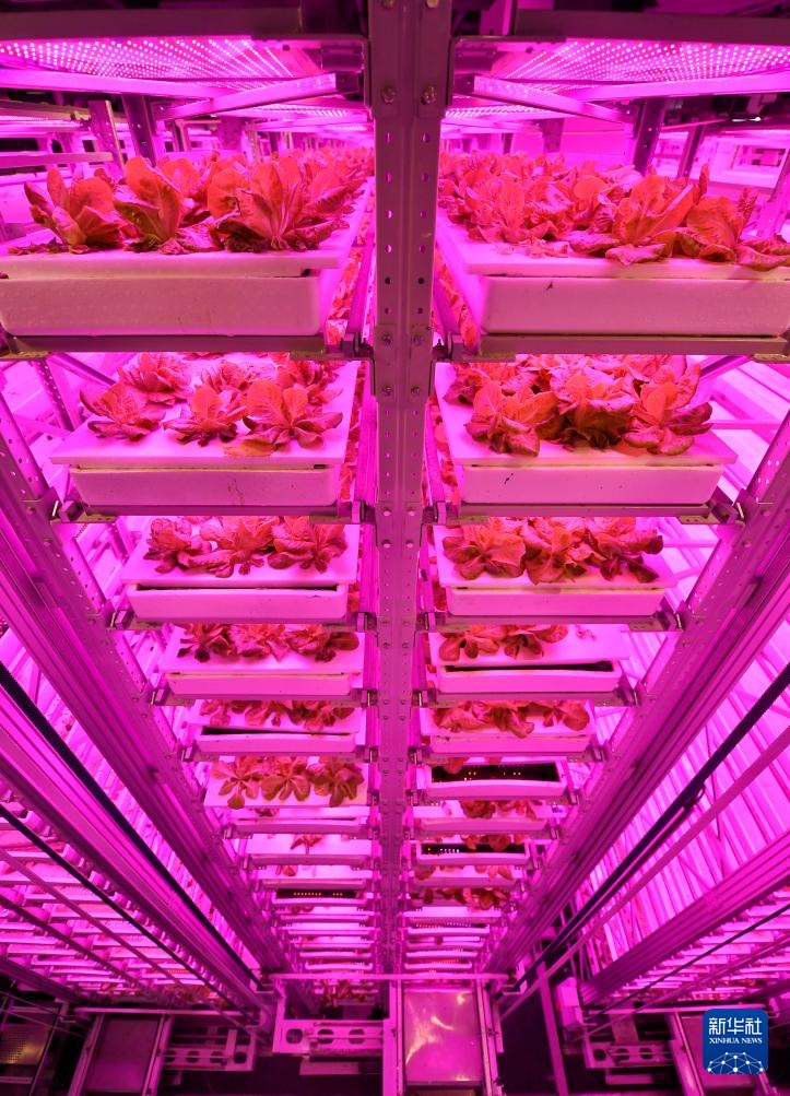 智慧植物工厂创建未来农业(图2)