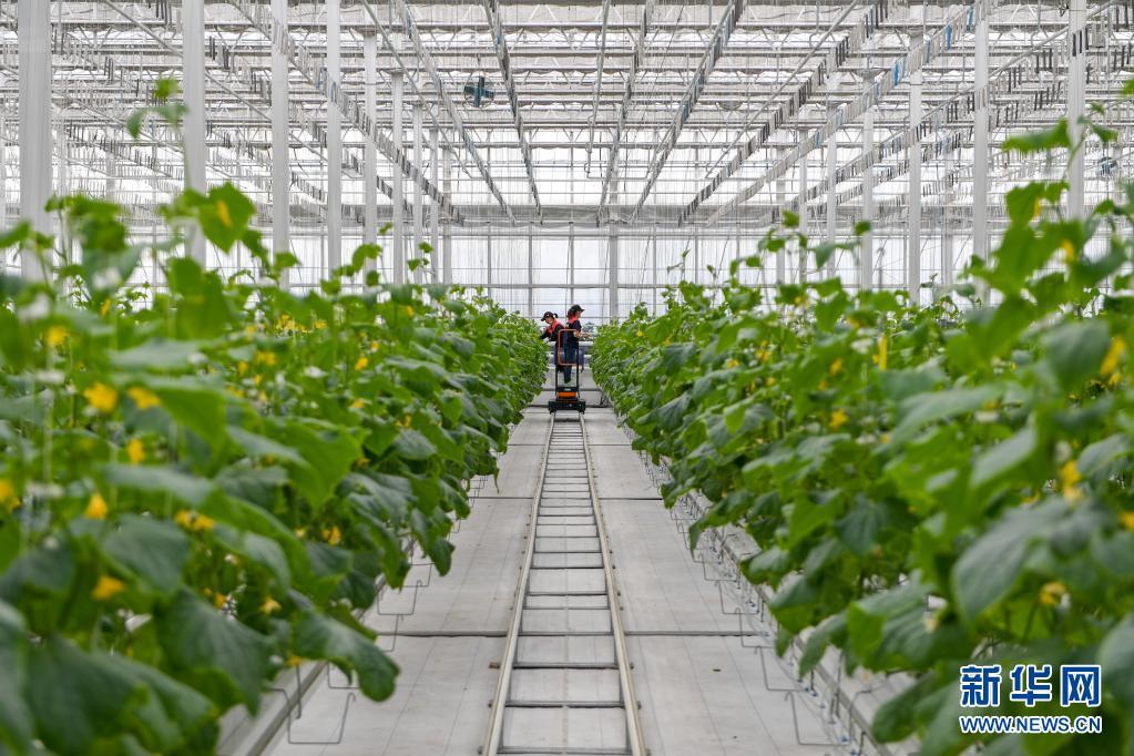 智慧农业“植物工厂”：种菜不用土产值超千万(图3)