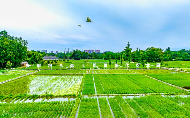 成都新活力：田园绘盛景农业谱新篇(图2)