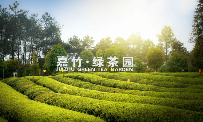 成都新活力：田园绘盛景农业谱新篇(图4)