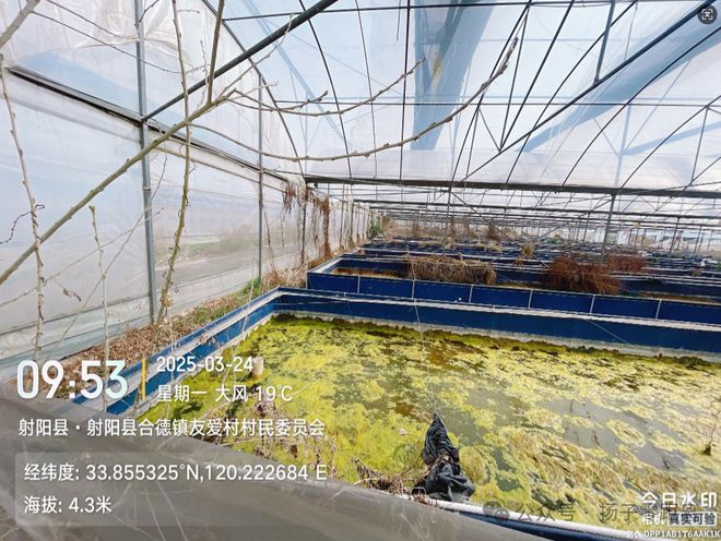 网友感慨：射阳合德镇友爱村高效农业示范园区为何沦为如今这般惨景？(图2)