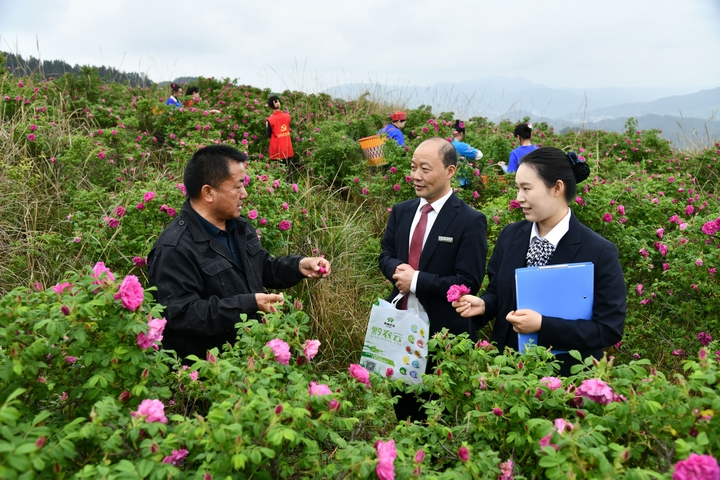 安博体育：黄平农商银行：金融“活水”浇灌玫瑰花田绘就乡村振兴新画卷(图2)