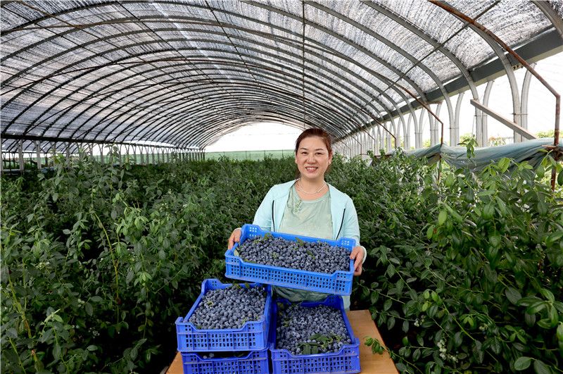 安徽向前铜陵义安区：“薄弱村”的“翻身仗”(图2)