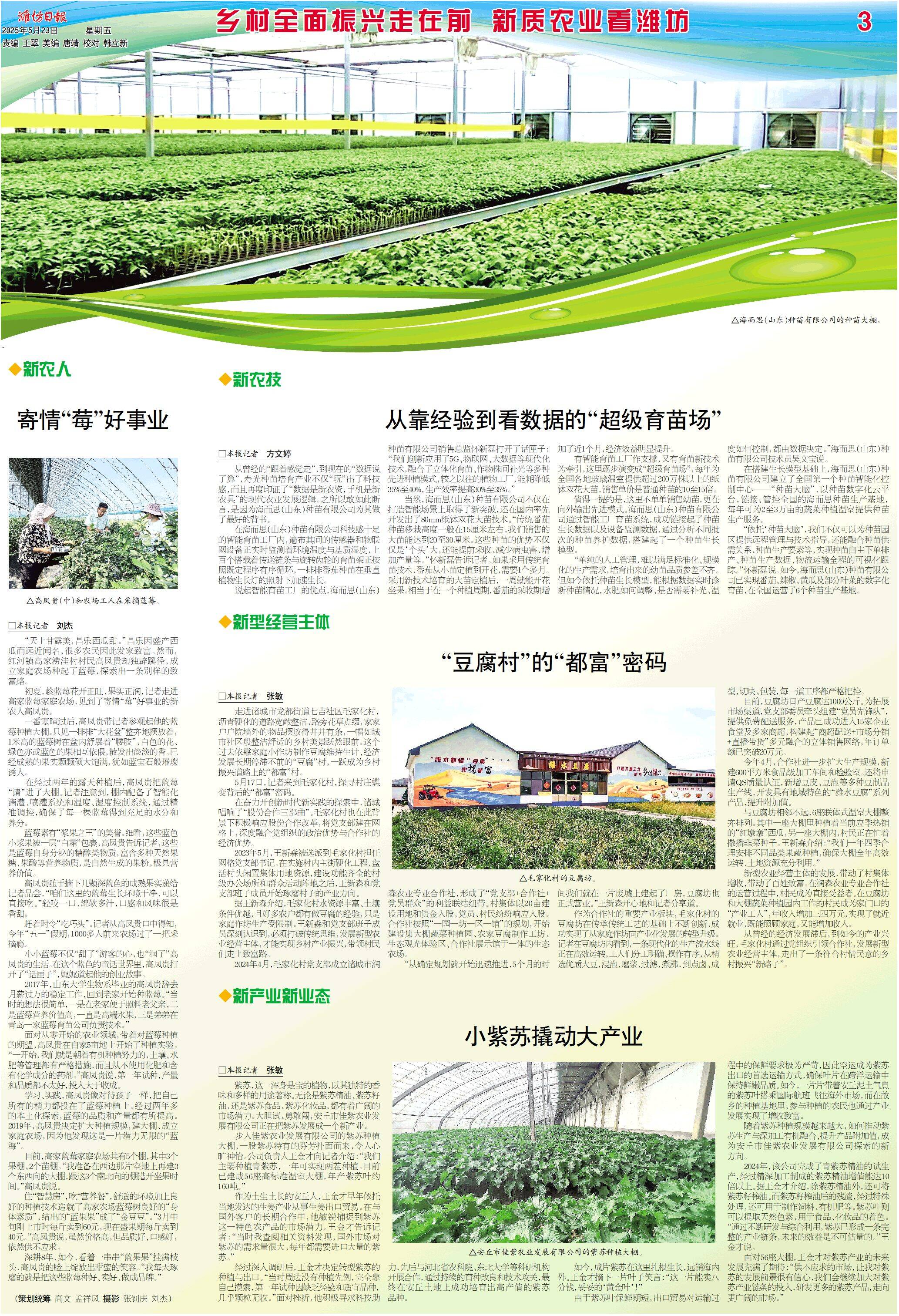 乡村全面振兴走在前新质农业看潍坊·新产业新业态丨小紫苏撬动大产业(图1)