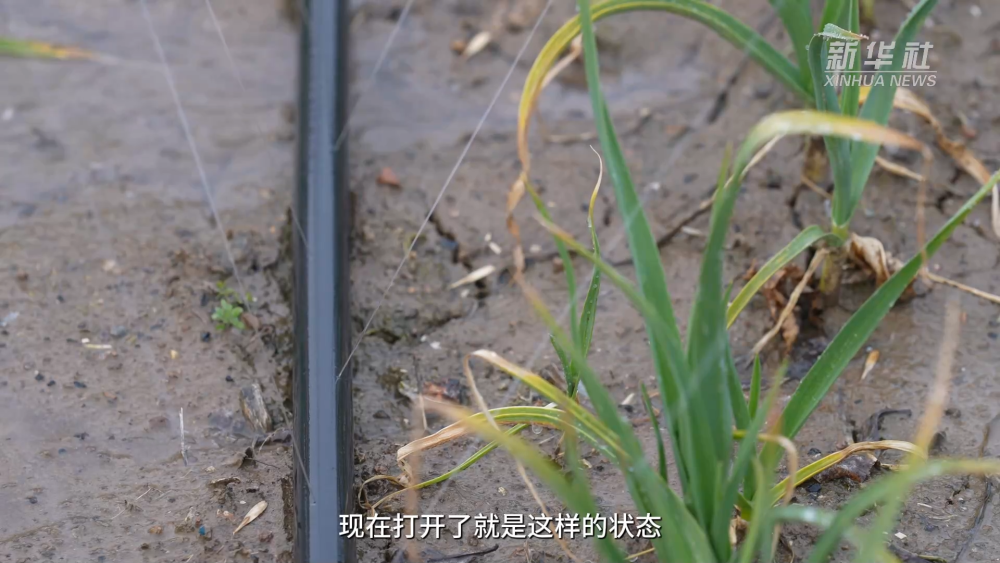 新华全媒+丨在智慧农田中看滋润大地的“十八般兵器”(图2)