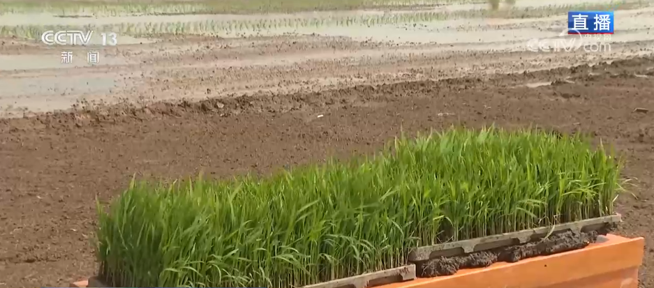 从“经验种田”到“数据种地”智慧农业为夏粮丰产丰收保驾护航(图2)