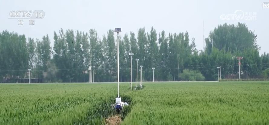 “智慧种地”提质增效助力夏粮丰产丰收科技赋能绘就现代农业新图景(图2)