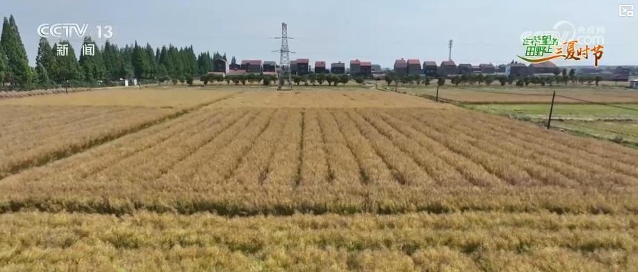 “智慧种地”提质增效助力夏粮丰产丰收科技赋能绘就现代农业新图景(图5)