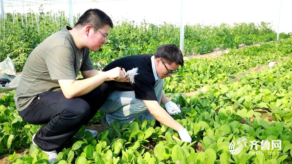 聊城许营西瓜玩起“智慧农业”！氢水灌溉＋智能种植老品种长出新花样(图1)