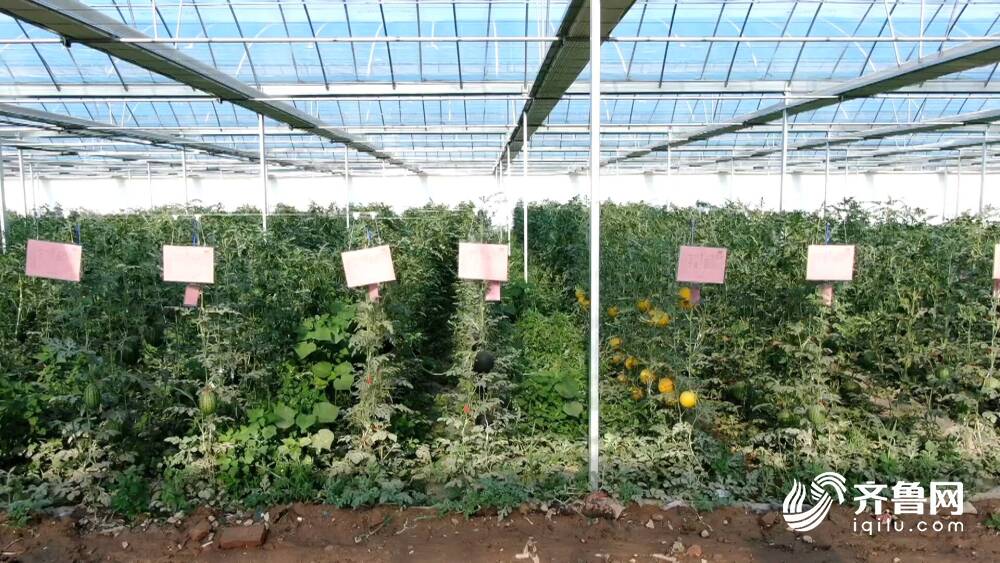 聊城许营西瓜玩起“智慧农业”！氢水灌溉＋智能种植老品种长出新花样(图2)