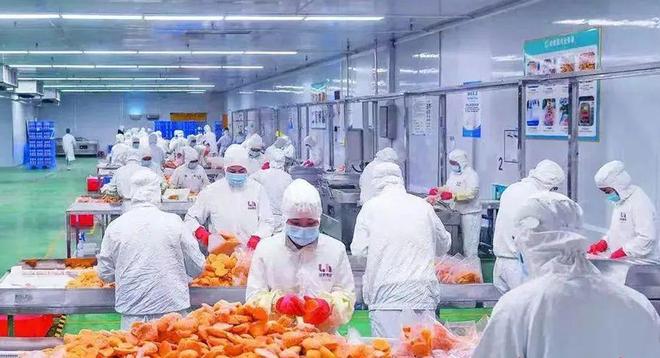 新质赋能花都样本④领航食品：全球最大的芒果加工基地中国茶饮原料隐形冠军！(图7)