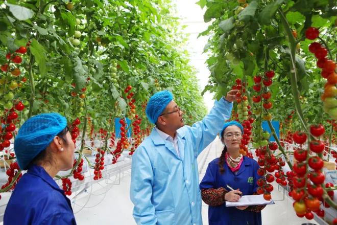 戈壁滩上崛起“智慧绿洲”智能温室驱动农业“智”与“质”齐飞！(图7)