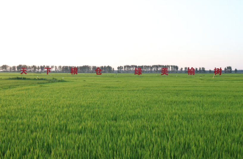 acontent(图2)