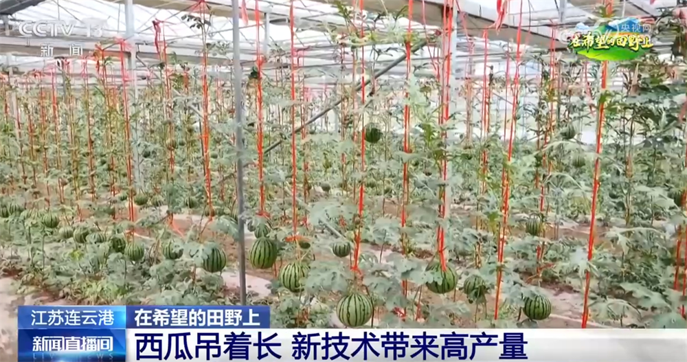 良种、良法、良机护航夏粮丰收居民“菜篮子”“果盘子”满满“科技范儿”(图3)
