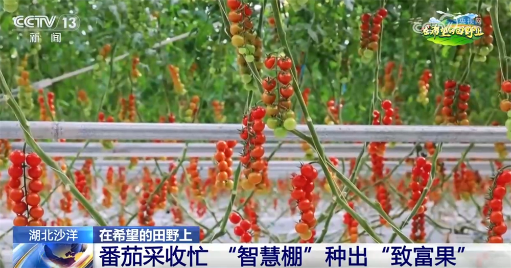 良种、良法、良机护航夏粮丰收居民“菜篮子”“果盘子”满满“科技范儿”(图5)