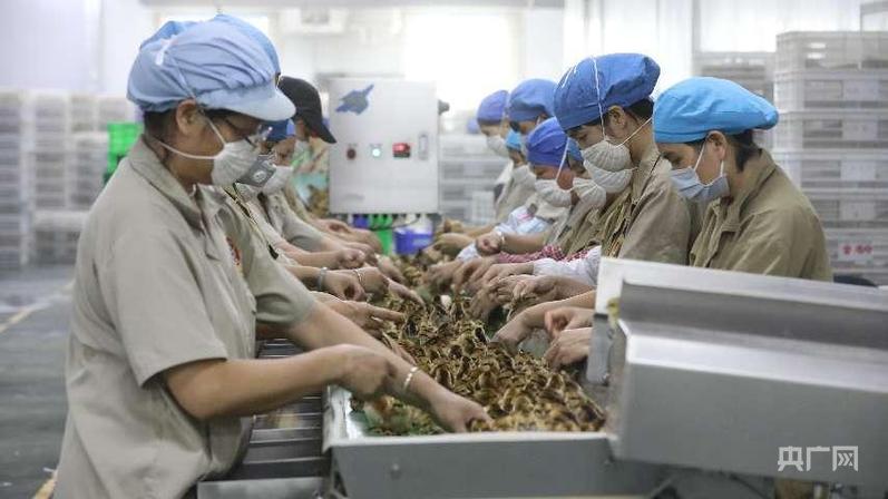 高质量发展看中国｜小特产变身大产业集群化发展绘就特色农业新图景(图3)