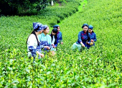 江苏省宜兴市丁蜀镇上坝村：茶山竹海传新曲(图1)