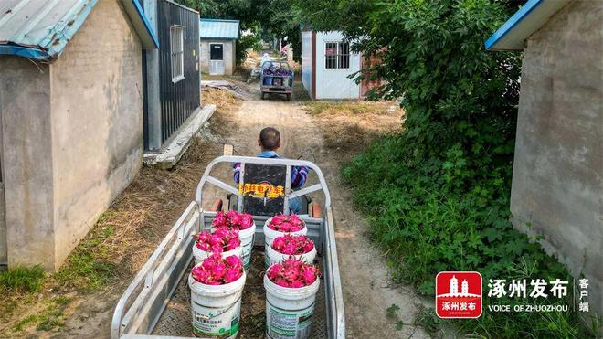 绿色农业绘就“火红”致富图景(图2)