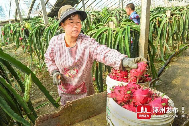 绿色农业绘就“火红”致富图景(图3)