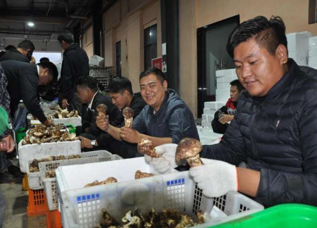 雅江松茸“鲜”飘万里“中国松茸之乡”为全球餐桌增味提鲜(图6)