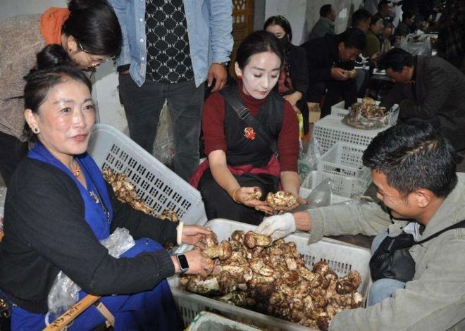 雅江松茸“鲜”飘万里“中国松茸之乡”为全球餐桌增味提鲜(图5)