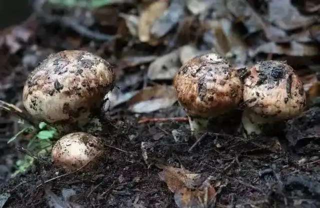 雅江松茸“鲜”飘万里“中国松茸之乡”为全球餐桌增味提鲜(图1)