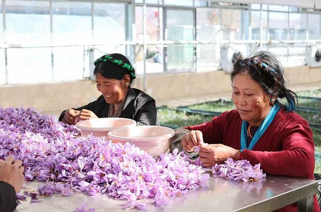 红花绽高原、藜麦结金穗“四个加”模式共谱协作新篇章(图3)