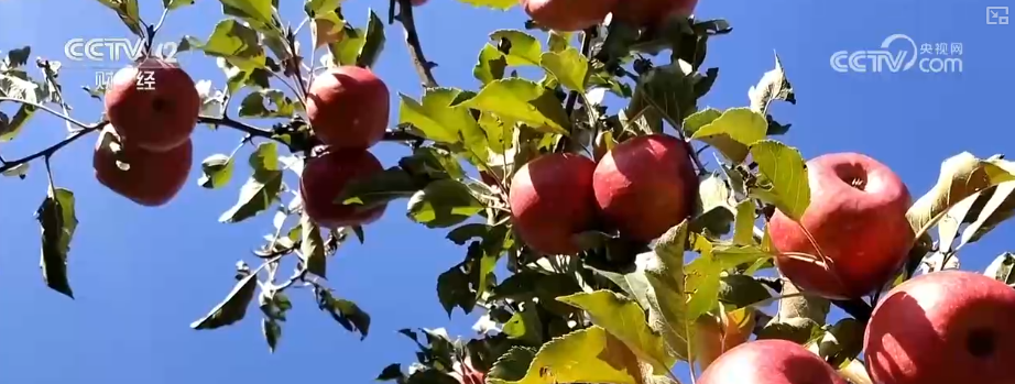 金秋好“丰”景有“智”又有“质”“智慧农业”成农民“靠地生金”硬底气(图4)