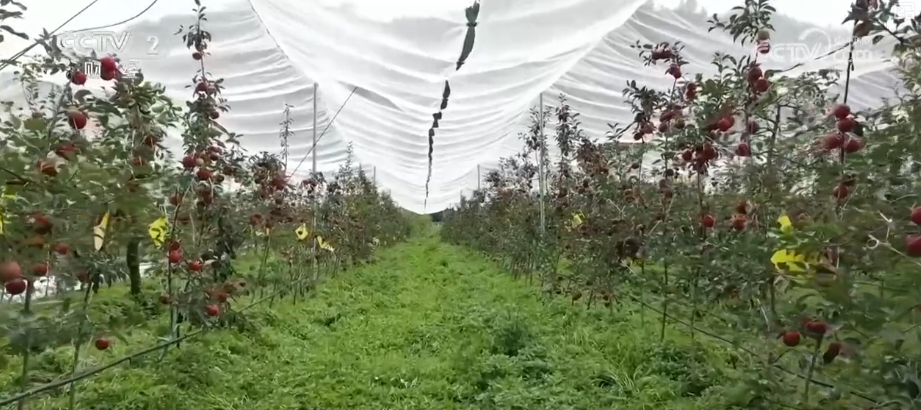 金秋好“丰”景有“智”又有“质”“智慧农业”成农民“靠地生金”硬底气(图6)