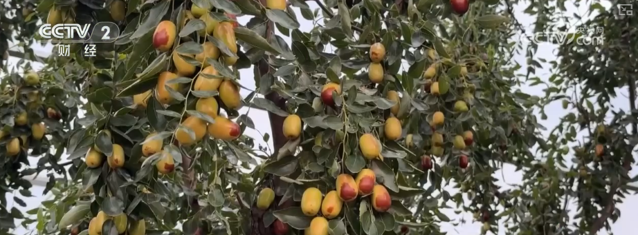 金秋好“丰”景有“智”又有“质”“智慧农业”成农民“靠地生金”硬底气(图7)