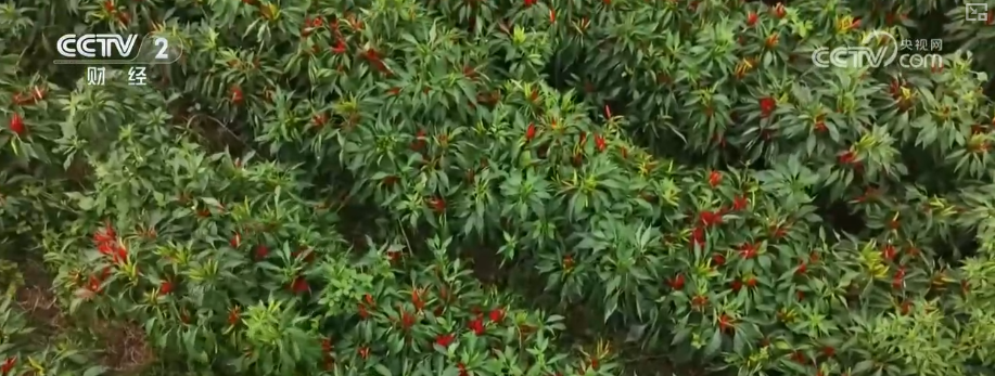 金秋好“丰”景有“智”又有“质”“智慧农业”成农民“靠地生金”硬底气(图12)