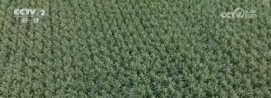 金秋好“丰”景有“智”又有“质”“智慧农业”成农民“靠地生金”硬底气(图11)