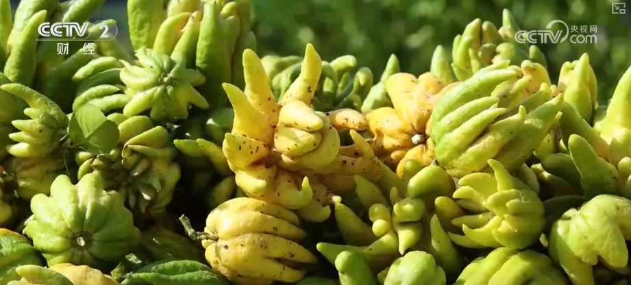 金秋好“丰”景有“智”又有“质”“智慧农业”成农民“靠地生金”硬底气(图19)