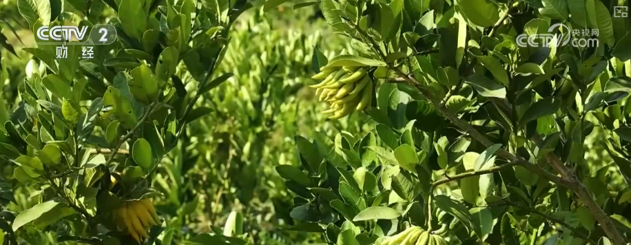 金秋好“丰”景有“智”又有“质”“智慧农业”成农民“靠地生金”硬底气(图18)