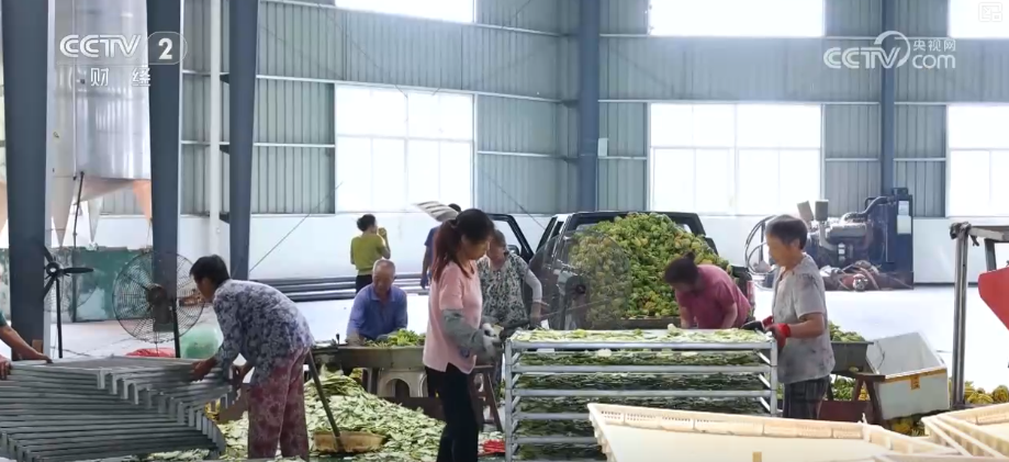 金秋好“丰”景有“智”又有“质”“智慧农业”成农民“靠地生金”硬底气(图21)