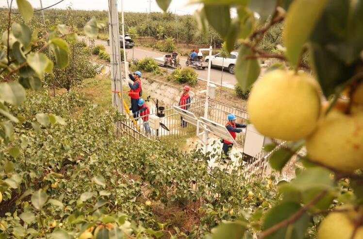 安博体育平台：安徽砀山县：“智慧梨园”兴“梨都”焕新生(图1)