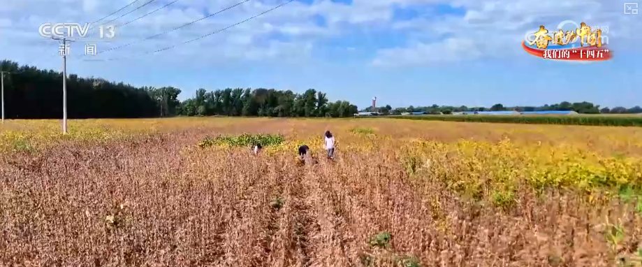 丰收在望！“沃野粮仓”科技“唱主角”知天而作智慧农业跑出“加速度”(图9)