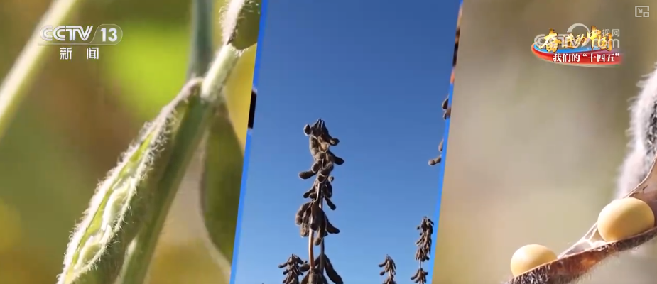 丰收在望！“沃野粮仓”科技“唱主角”知天而作智慧农业跑出“加速度”(图8)