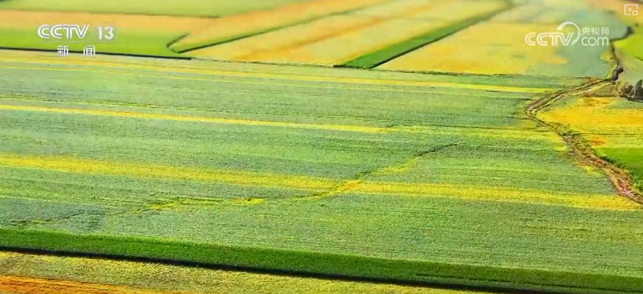 丰收在望！“沃野粮仓”科技“唱主角”知天而作智慧农业跑出“加速度”(图2)