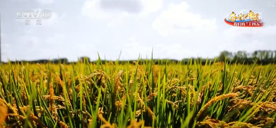 丰收在望！“沃野粮仓”科技“唱主角”知天而作智慧农业跑出“加速度”(图14)