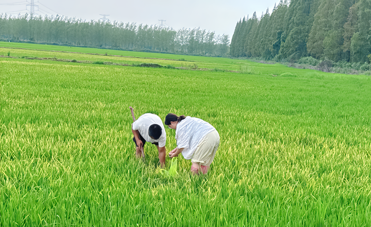 夯实大国粮仓的“营养”基石——解码磷复肥行业龙头新洋丰的硬核服务之道(图1)
