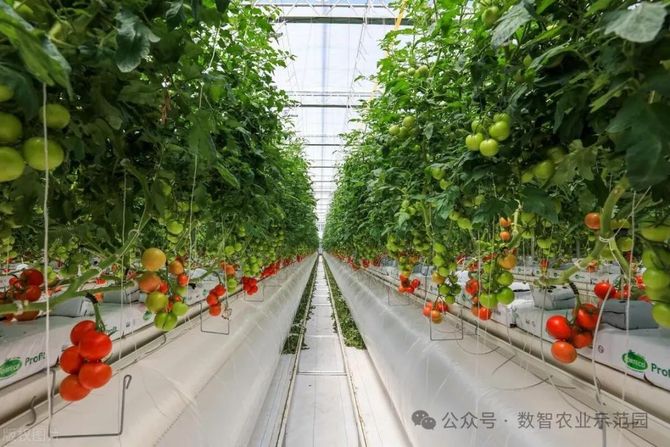 智慧农业:中国农业农村部启动三大行动迈向2028(图9)